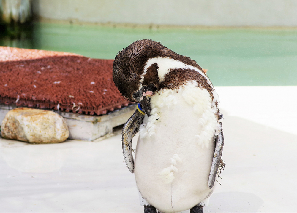 井の頭自然文化園のペンギン