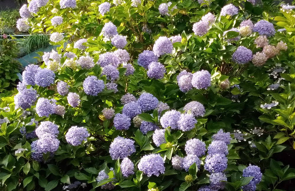 井の頭線・東松原のホームから鑑賞できる満開の紫陽花