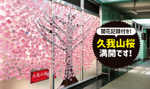 【卒業おめでとう】井の頭線・久我山駅で胸アツな「久我山桜」が咲いています！