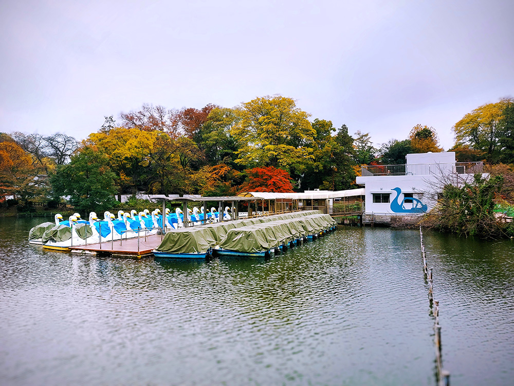 改修工事を終えて営業再開した井の頭恩賜公園ボート場のボートたち