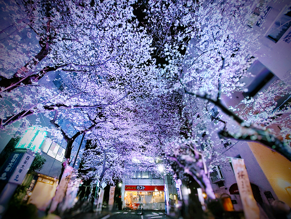 渋谷桜丘・さくら坂の桜ライトアップ