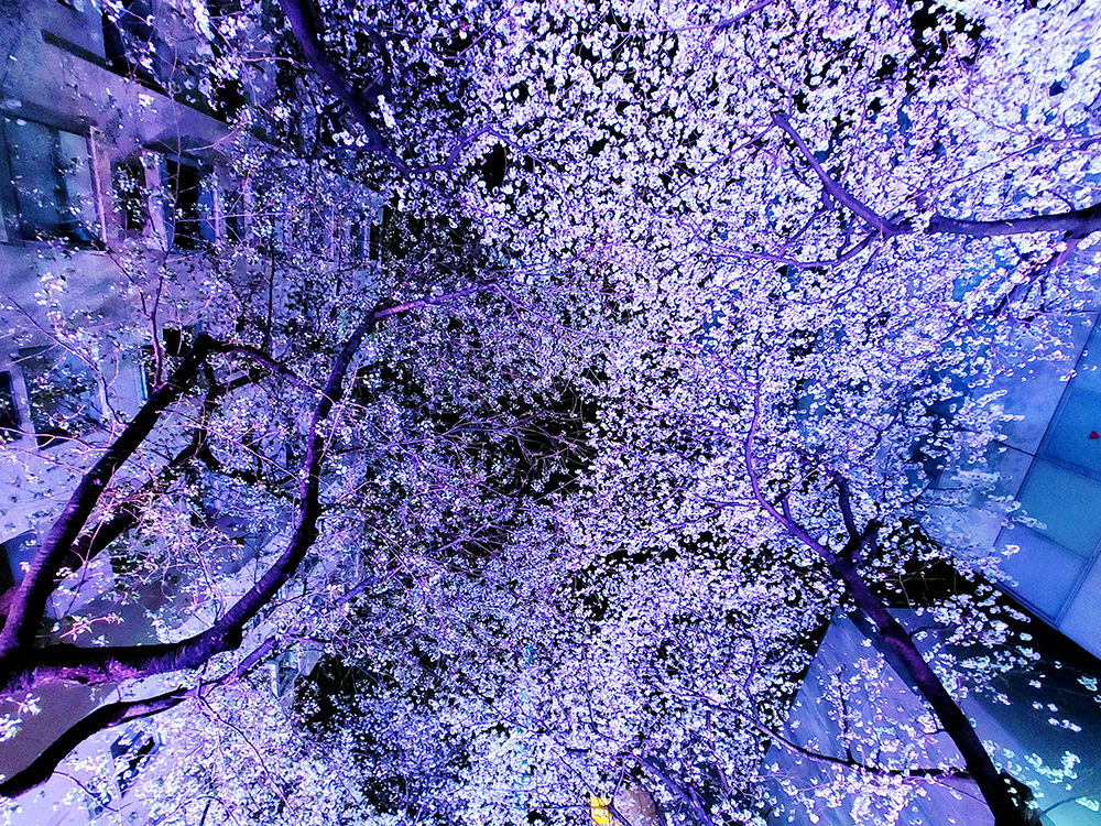渋谷桜丘・さくら坂の桜ライトアップ