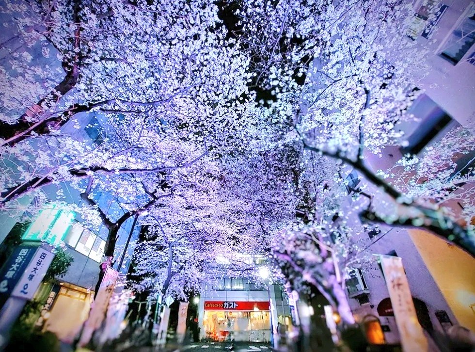井の頭線沿線のおすすめ桜スポット④渋谷桜丘町のさくら坂 桜ライトアップ